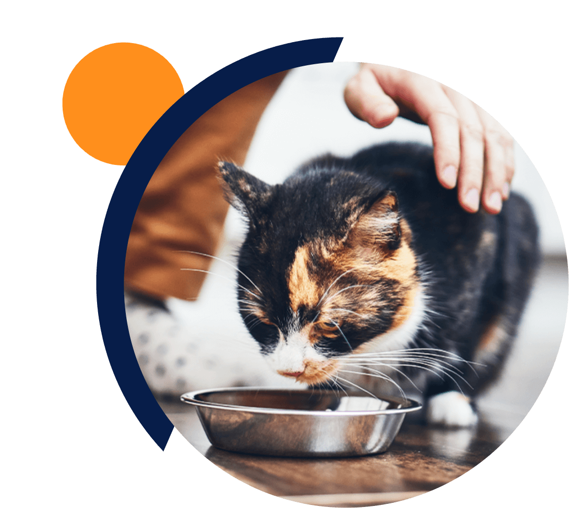 pet food_gfx1@2x pet food_gfx1@2x