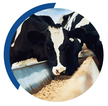 Cattle image