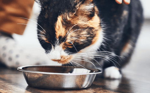Pet Food