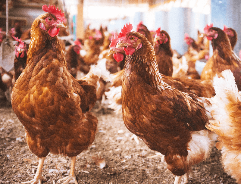 chickens@2x