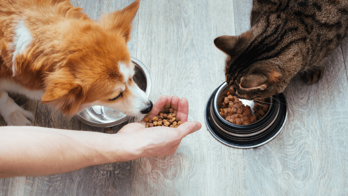 pet food_gfx2 pet food_gfx2