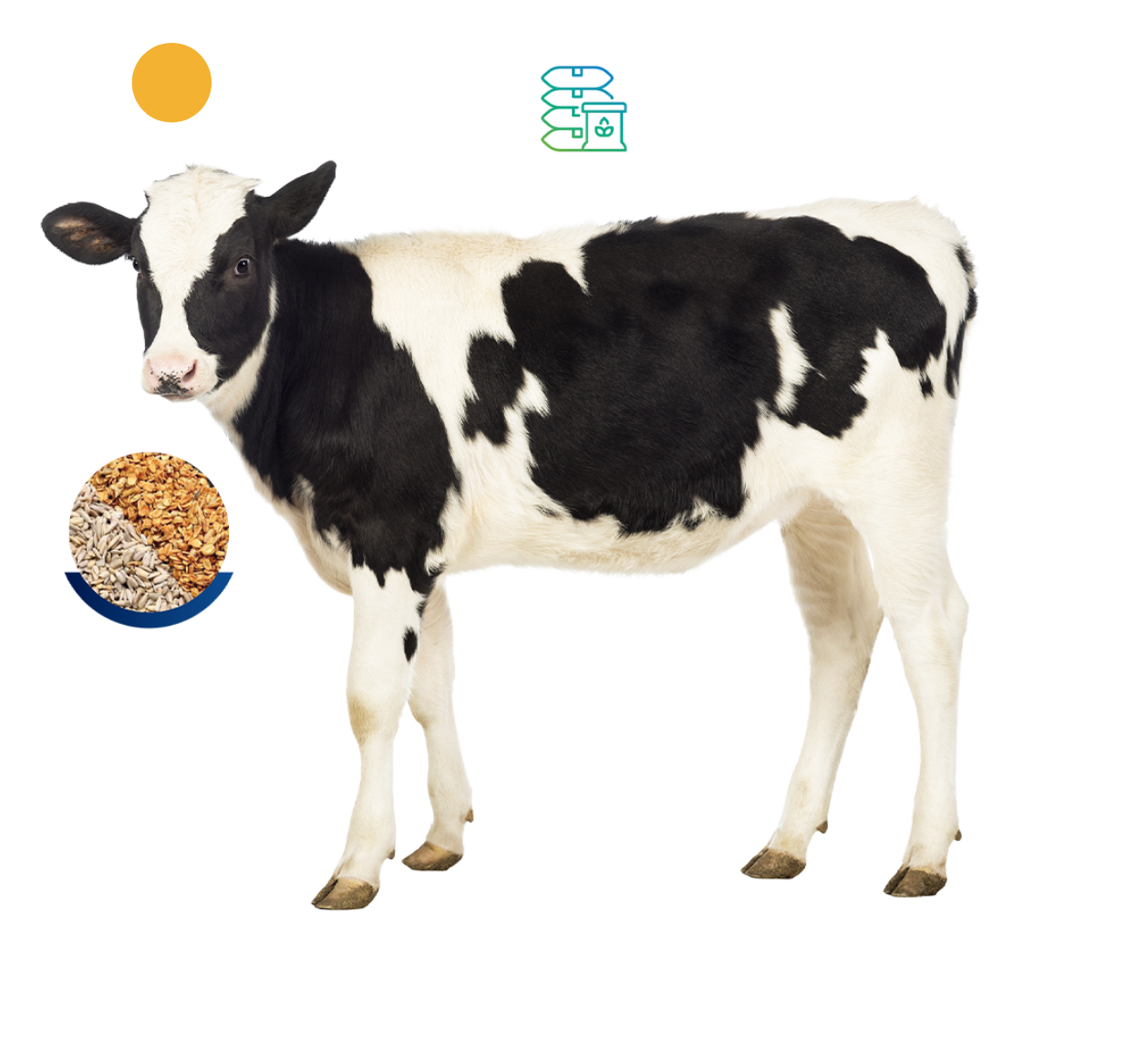 Image of a Dog