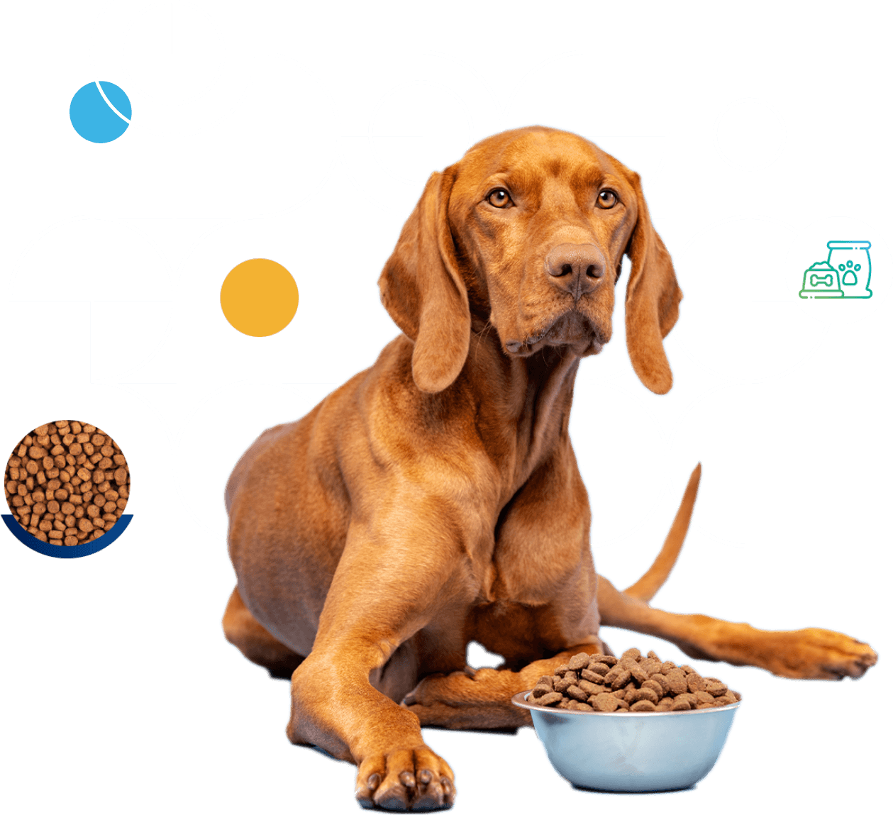 Image of a Dog